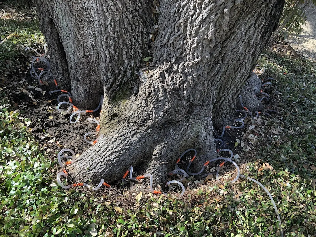 Detailed Tree Cabling and Bracing job site in Koshkonong