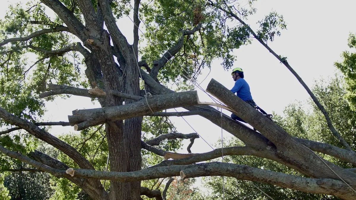 Professional Hazardous Tree Removal performed by certified arborists in Koshkonong